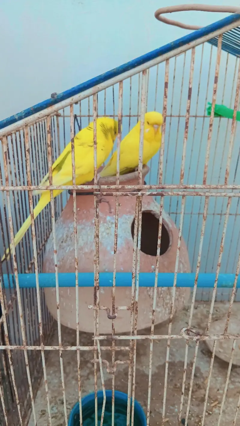 Beautiful Budgies for Sale – Multiple Pairs & Colours Available — photo 2