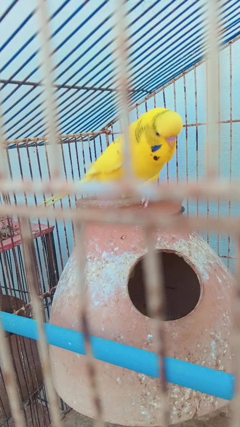 Beautiful Budgies for Sale – Multiple Pairs & Colours Available — photo 3