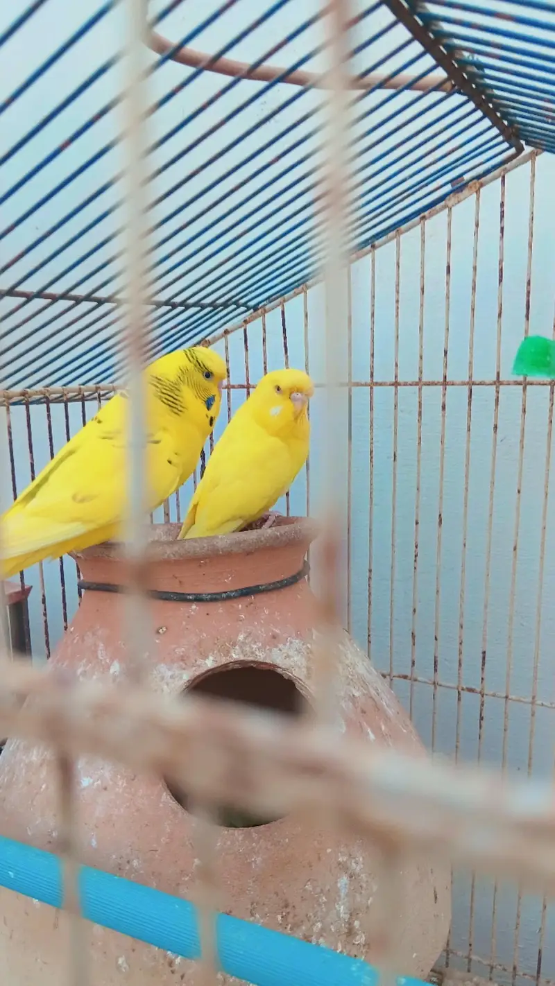 Beautiful Budgies for Sale – Multiple Pairs & Colours Available — photo 4