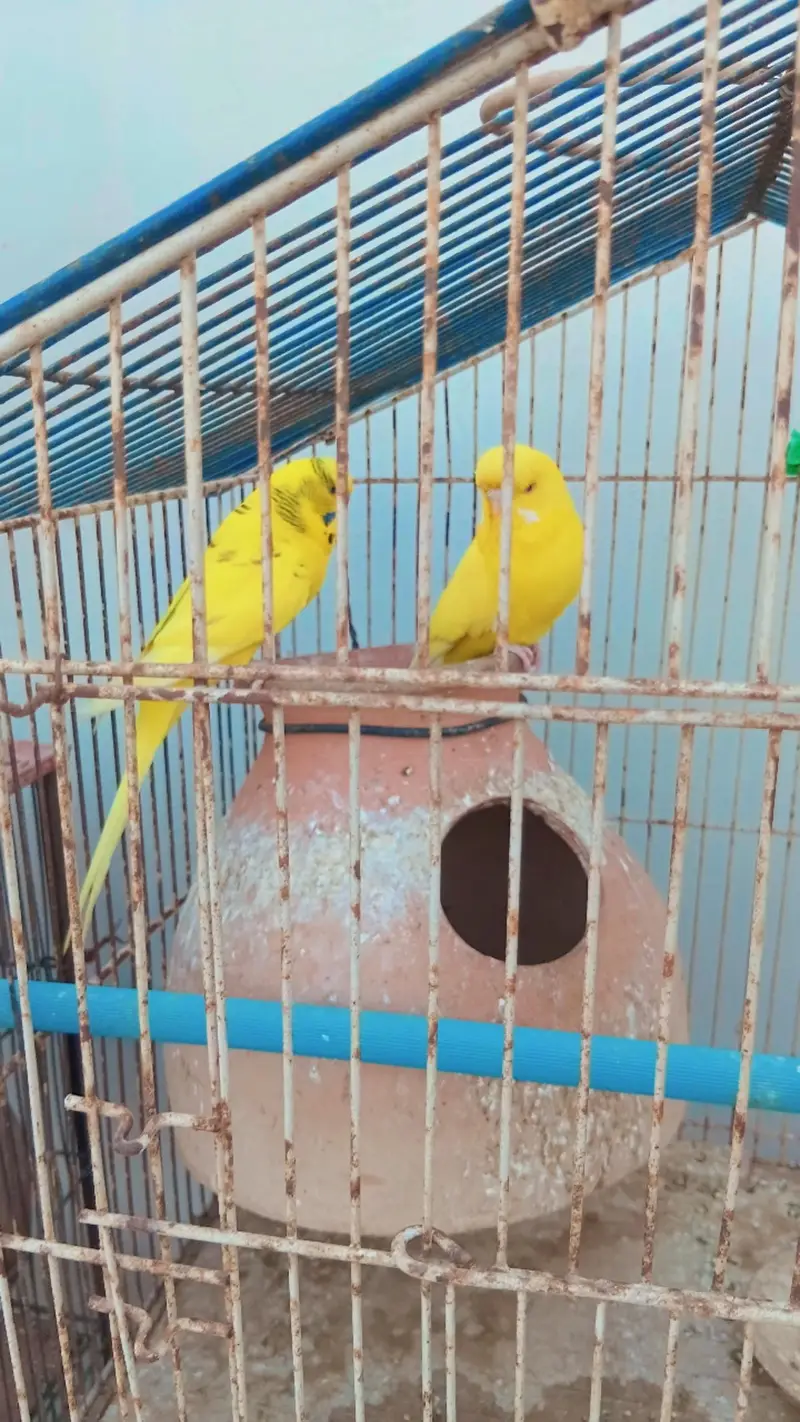 Beautiful Budgies for Sale – Multiple Pairs & Colours Available — photo 5