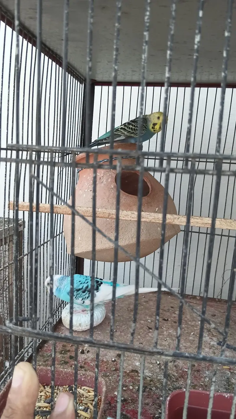 Beautiful Budgies for Sale – Multiple Pairs & Colours Available — photo 6
