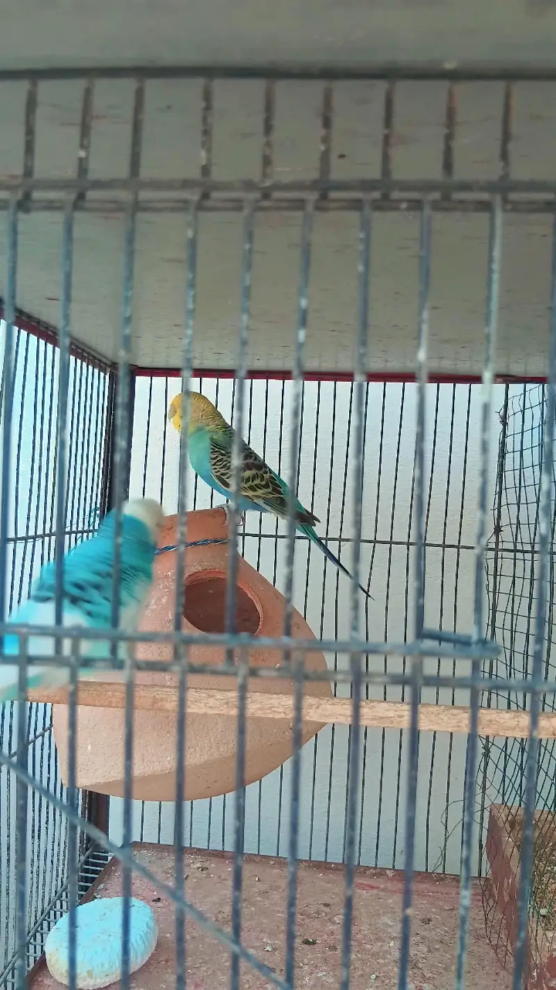 Beautiful Budgies for Sale – Multiple Pairs & Colours Available — photo 7