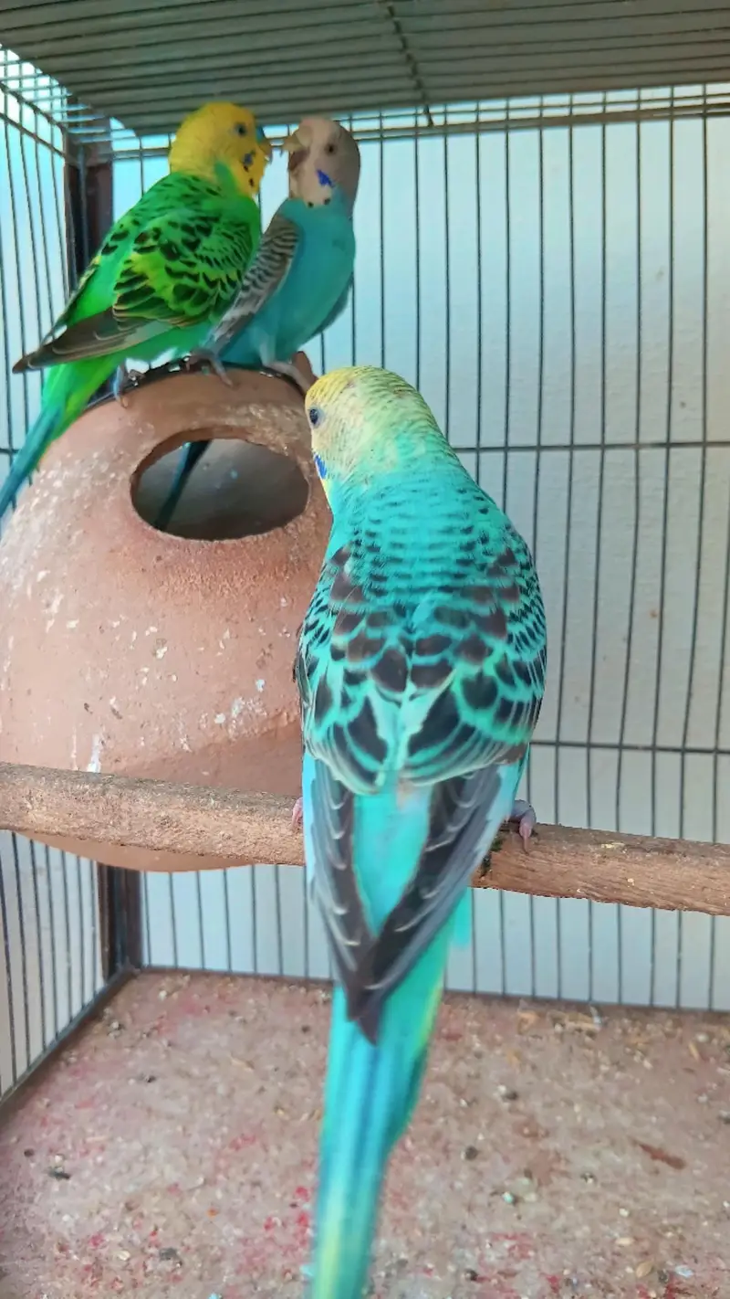 Beautiful Budgies for Sale – Multiple Pairs & Colours Available — photo 8