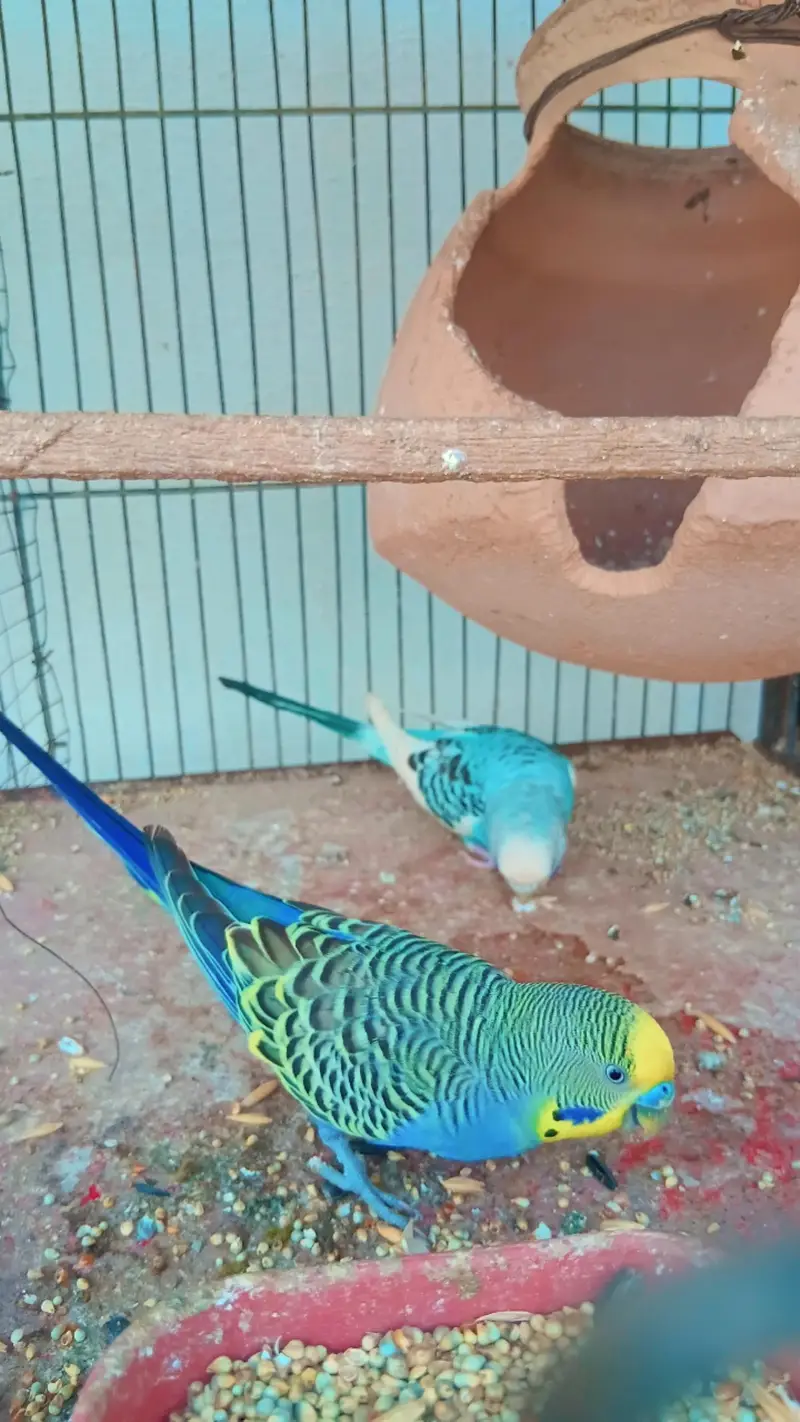 Beautiful Budgies for Sale – Multiple Pairs & Colours Available — photo 9
