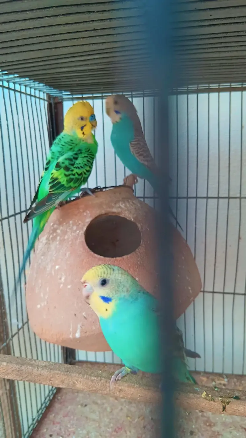 Beautiful Budgies for Sale – Multiple Pairs & Colours Available — photo 10