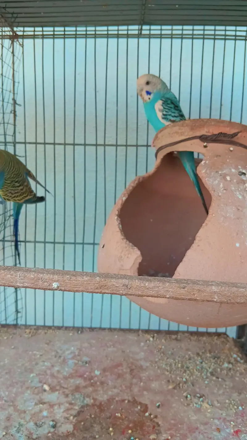 Beautiful Budgies for Sale – Multiple Pairs & Colours Available — photo 11