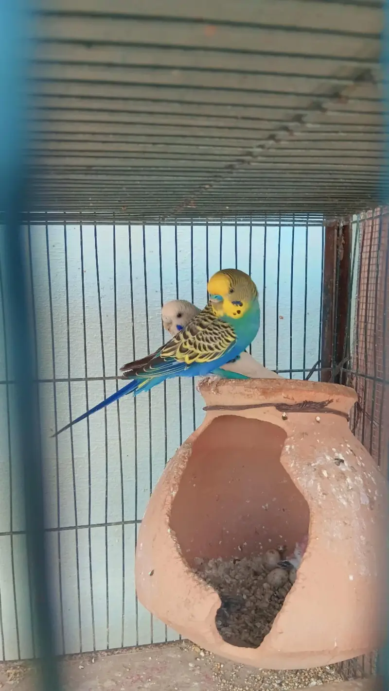 Beautiful Budgies for Sale – Multiple Pairs & Colours Available — photo 12