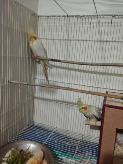 cocktails + chick + cage