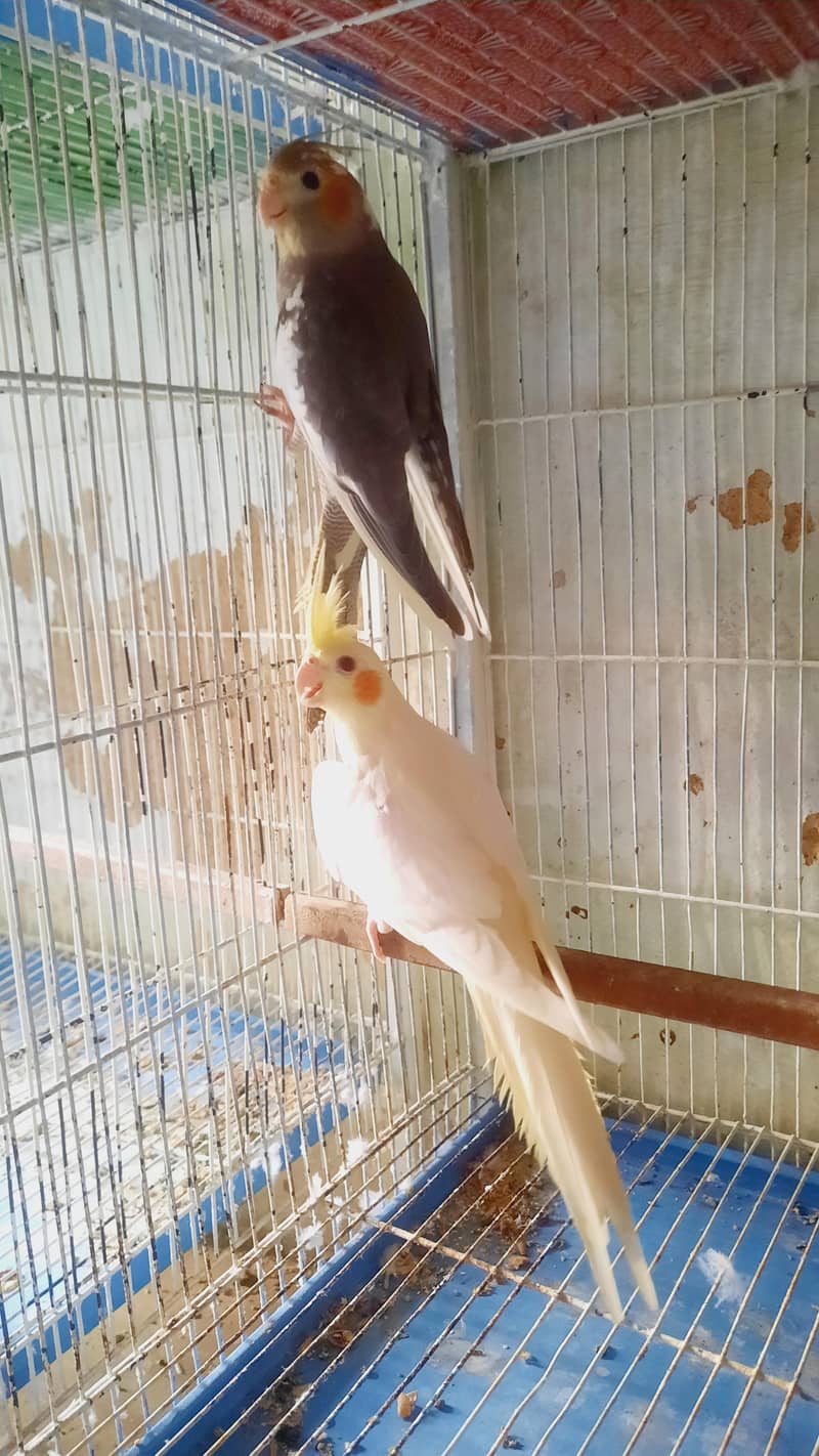 Cocktail Pair 0