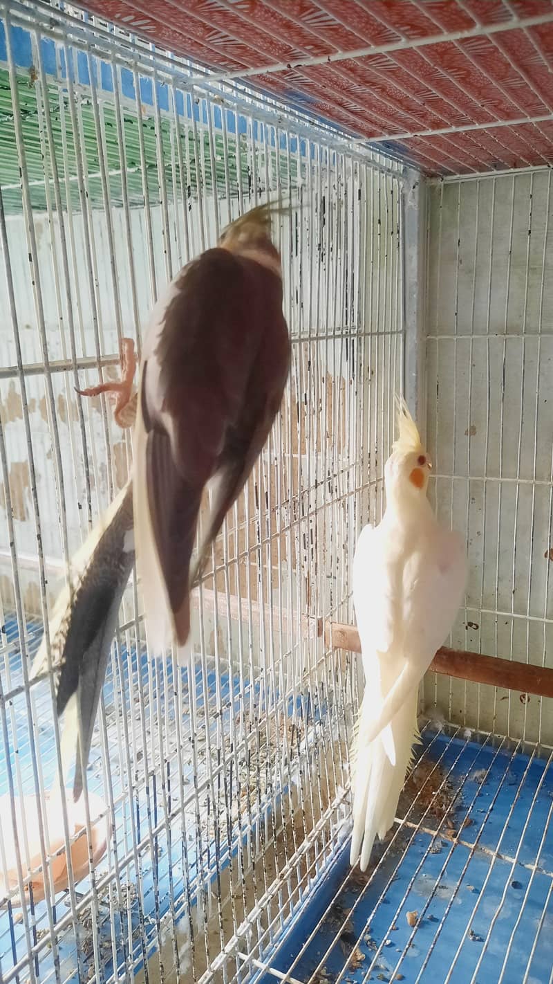 Cocktail Pair 1