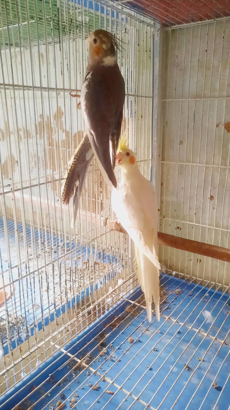Cocktail Pair 2