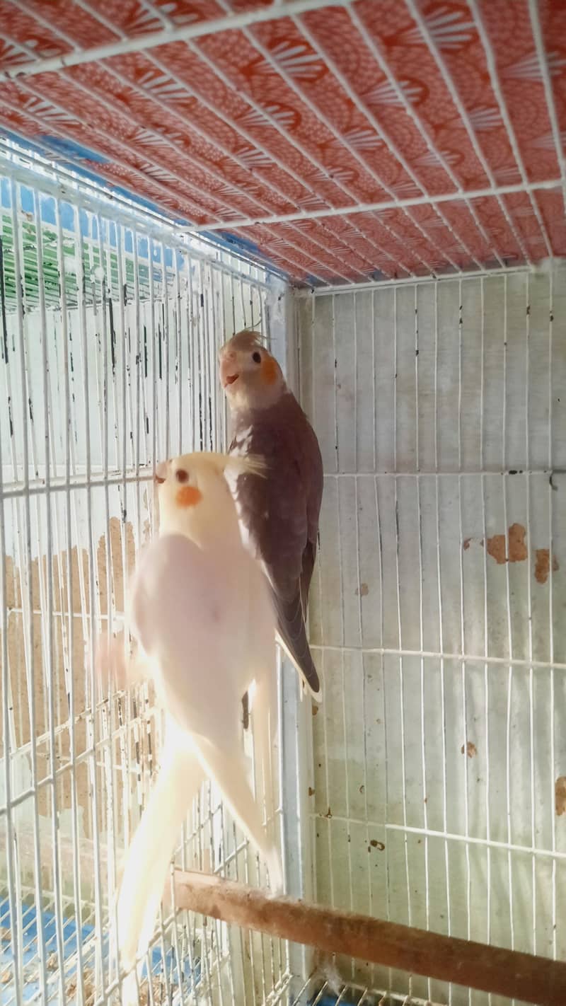Cocktail Pair 3