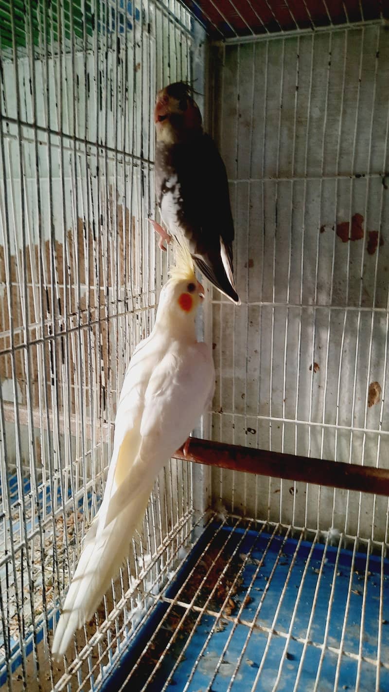 Cocktail Pair 4