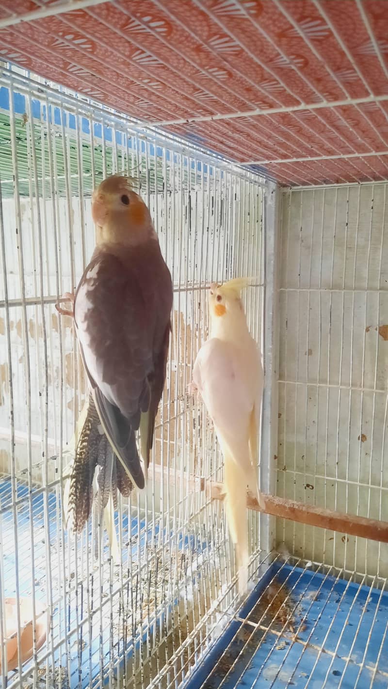 Cocktail Pair 5