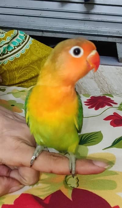 Hand Tamed Bite Free Freindly To Humans Zero Bite Trained