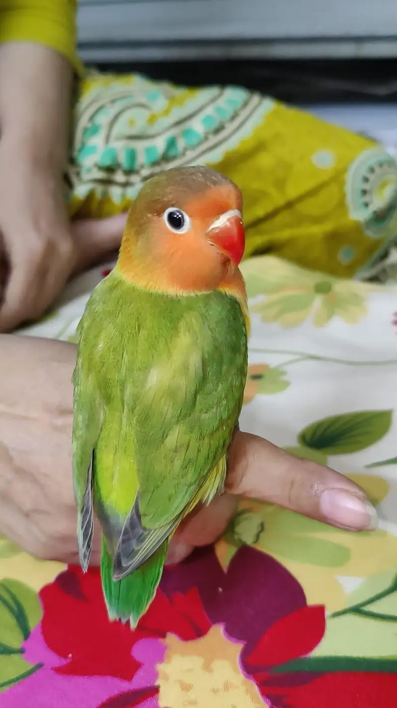 Hand Tamed Bite Free Freindly To Humans Zero Bite Trained — photo 3