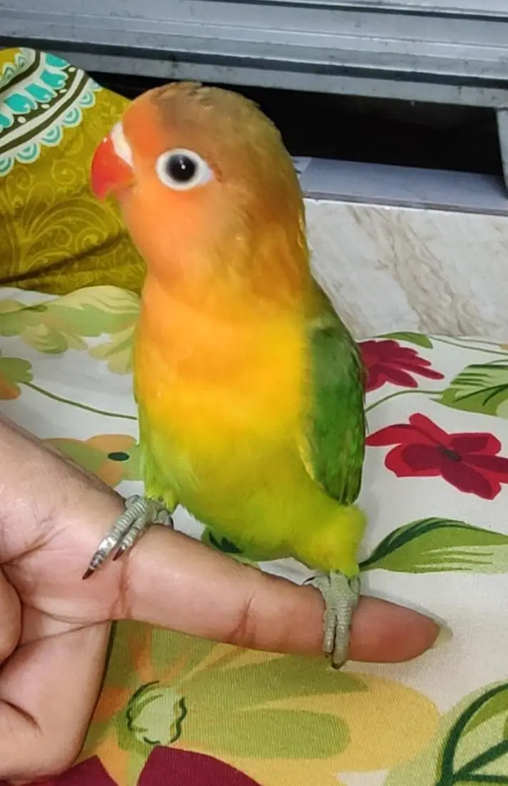 Hand Tamed Bite Free Freindly To Humans Zero Bite Trained — photo 4