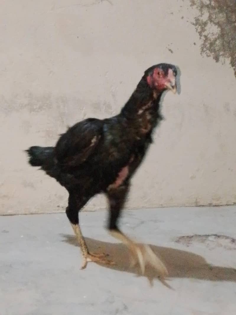 A1 koalti ok 1