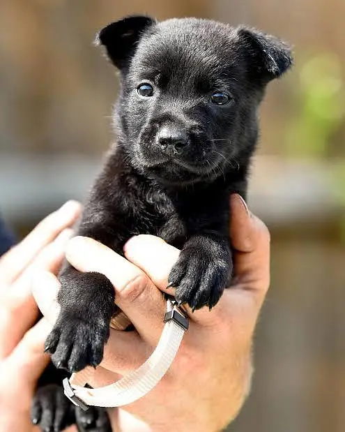 Belgian Shepherd Puppy