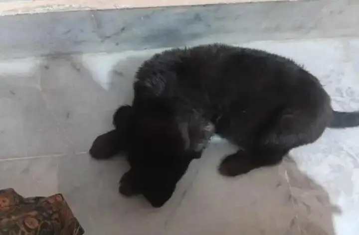 Belgian Shepherd Puppy — photo 2