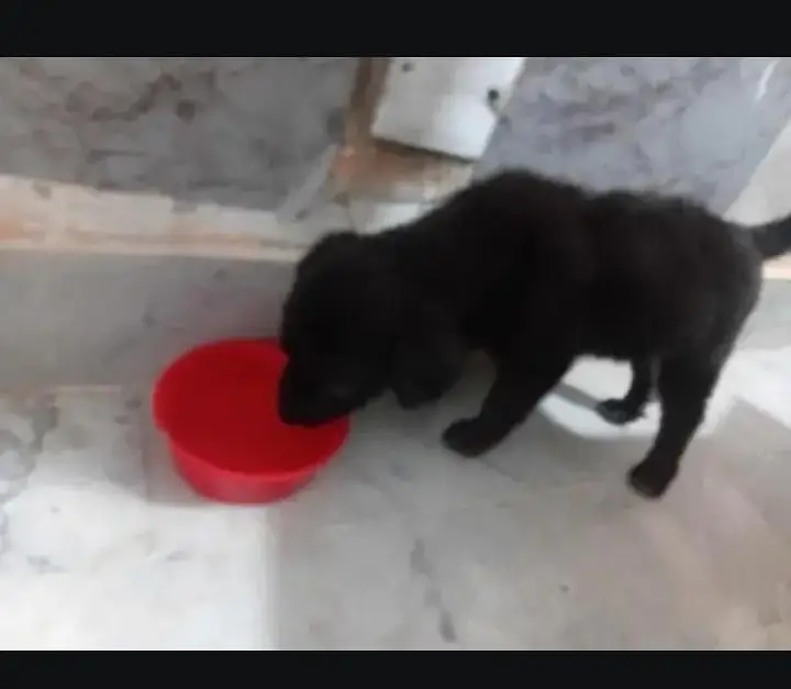Belgian Shepherd Puppy — photo 3