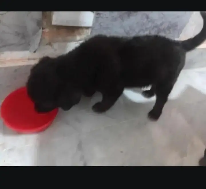 Belgian Shepherd Puppy — photo 4