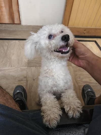 poodle available for stud