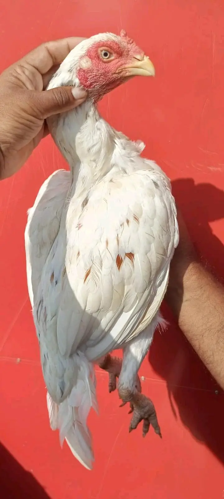 2 aseel quality madiya — photo 2