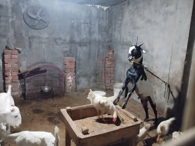 bakra teddy black and white