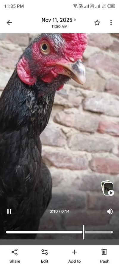 aseel black