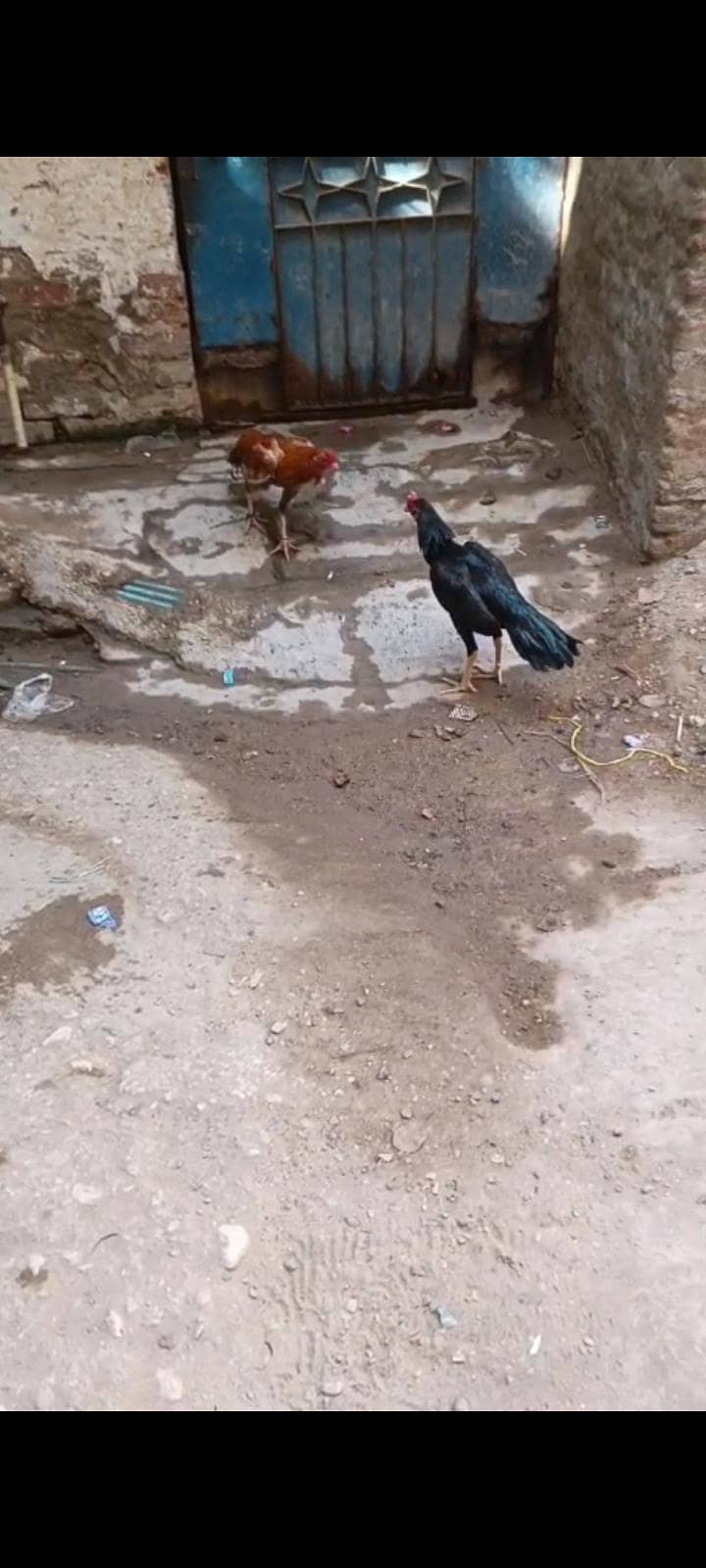 aseel black 1