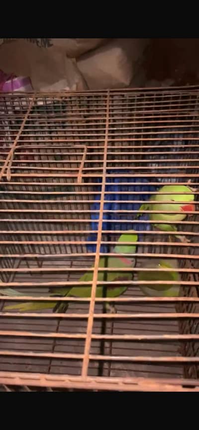 Alexander raw parrot