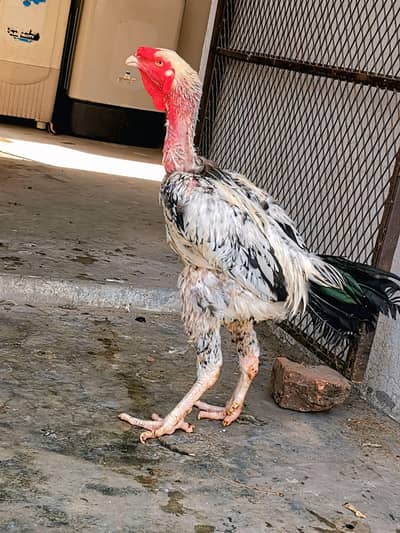 Aseel Breeder Mianwali Pair