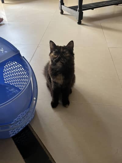 Persian kittens 5 months age