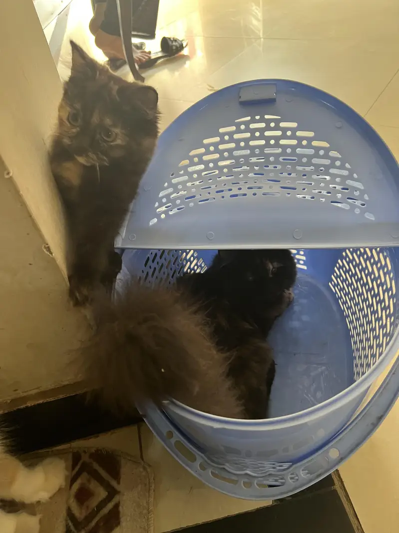 Persian kittens 5 months age — photo 2