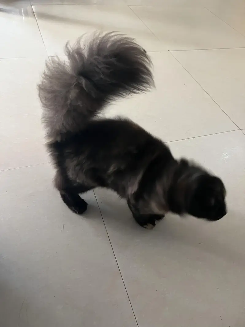 Persian kittens 5 months age — photo 3