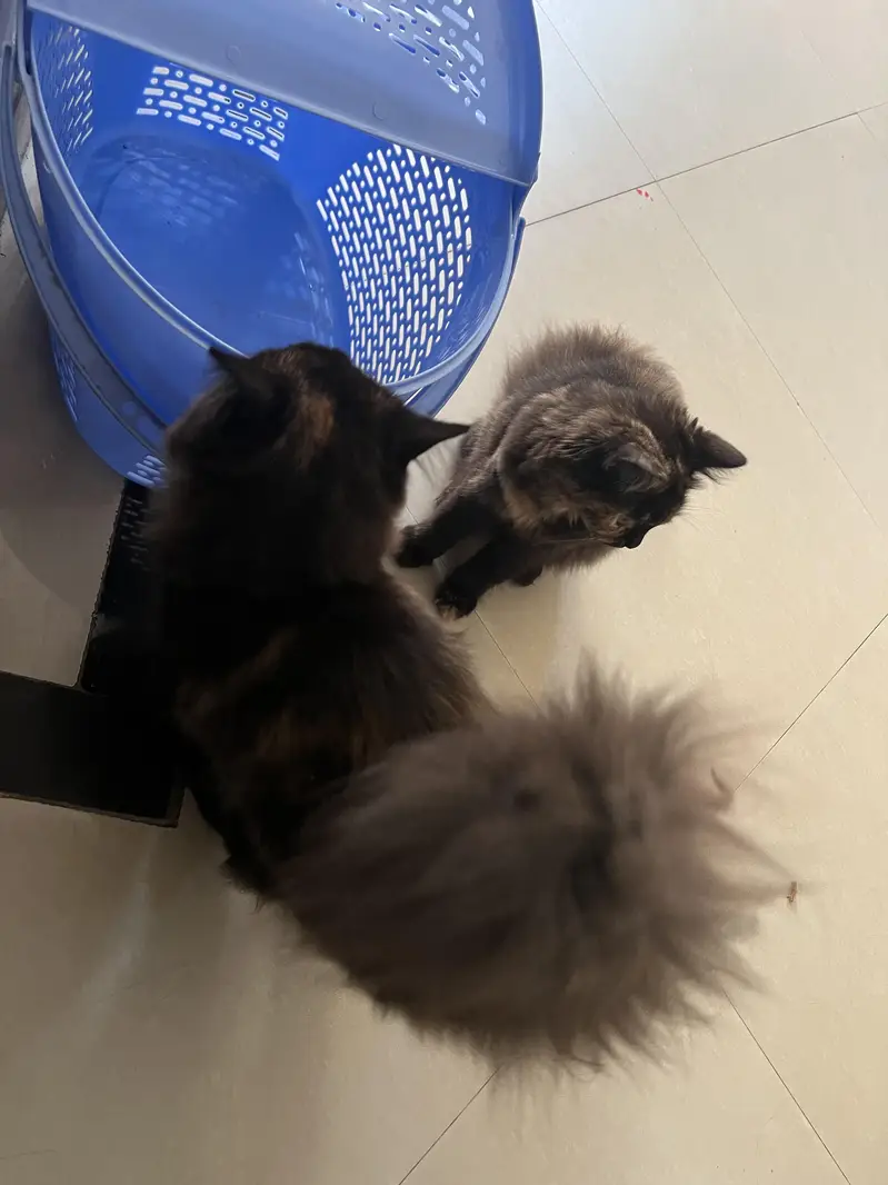 Persian kittens 5 months age — photo 4