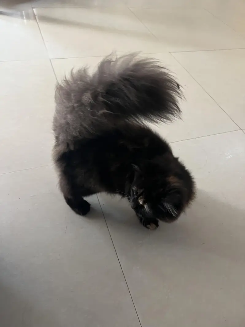 Persian kittens 5 months age — photo 5