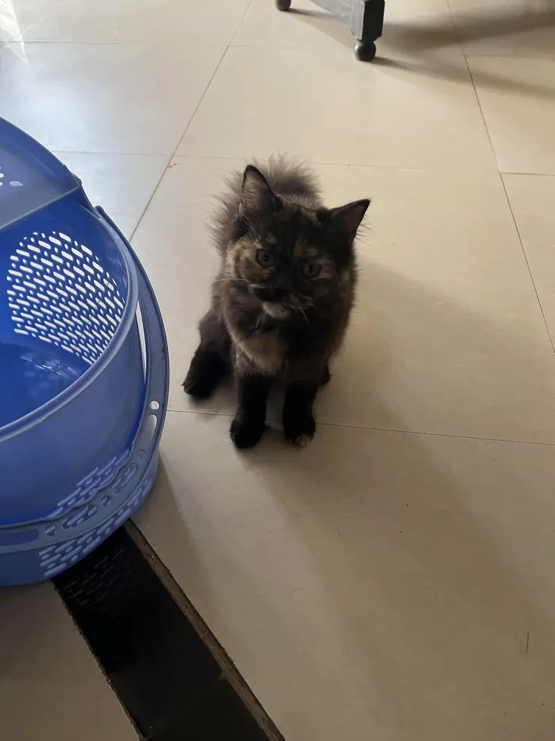 Persian kittens 5 months age — photo 6