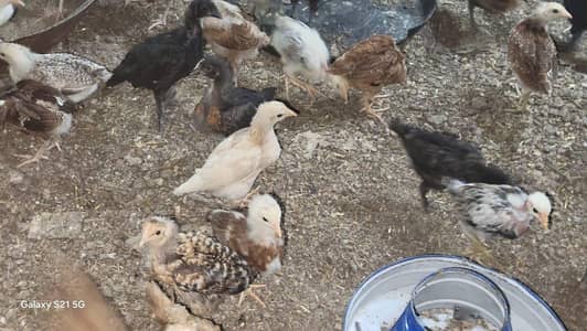 Golden Misri Desi Chicks for sale 30 Days Old  Islamabad Rawalpindi