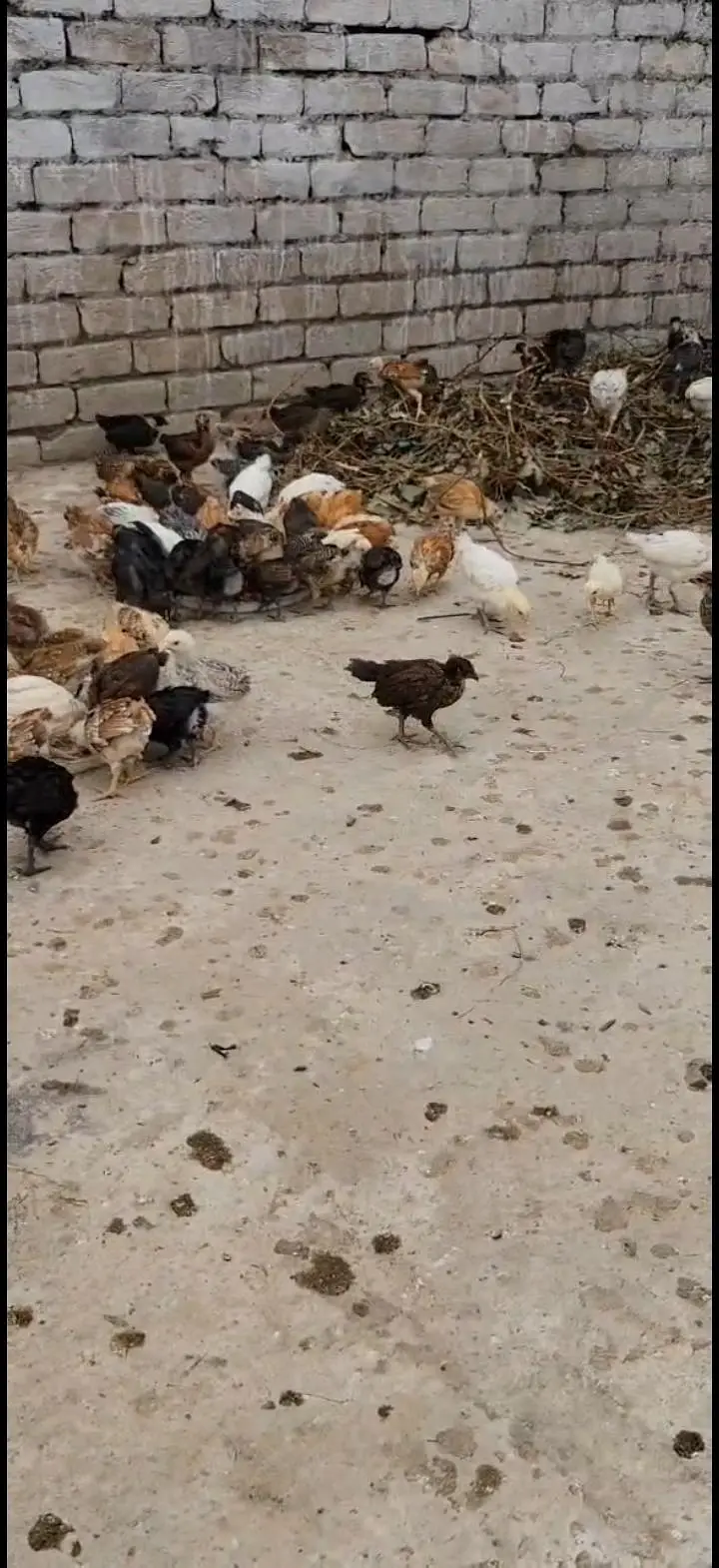 Golden Misri Desi Chicks for sale 30 Days Old  Islamabad Rawalpindi — photo 2