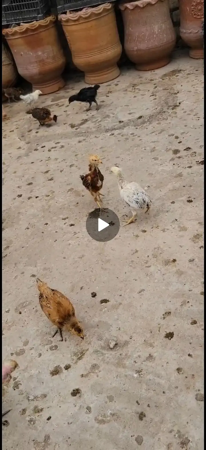 Golden Misri Desi Chicks for sale 30 Days Old  Islamabad Rawalpindi — photo 4