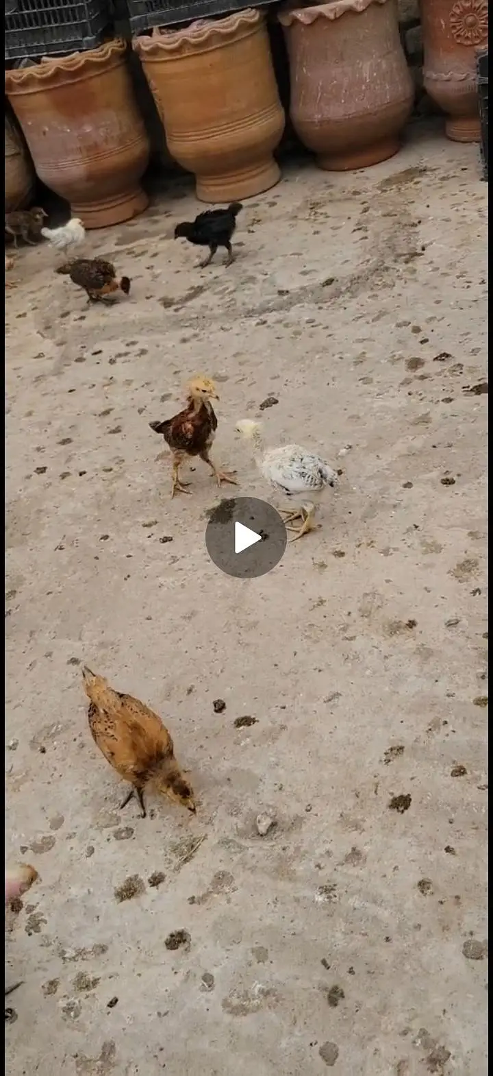 Golden Misri Desi Chicks for sale 30 Days Old  Islamabad Rawalpindi — photo 5