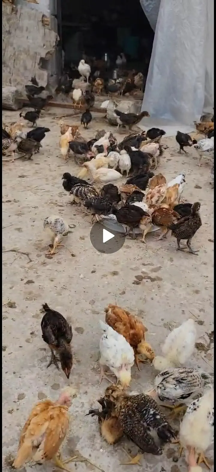 Golden Misri Desi Chicks for sale 30 Days Old  Islamabad Rawalpindi — photo 6