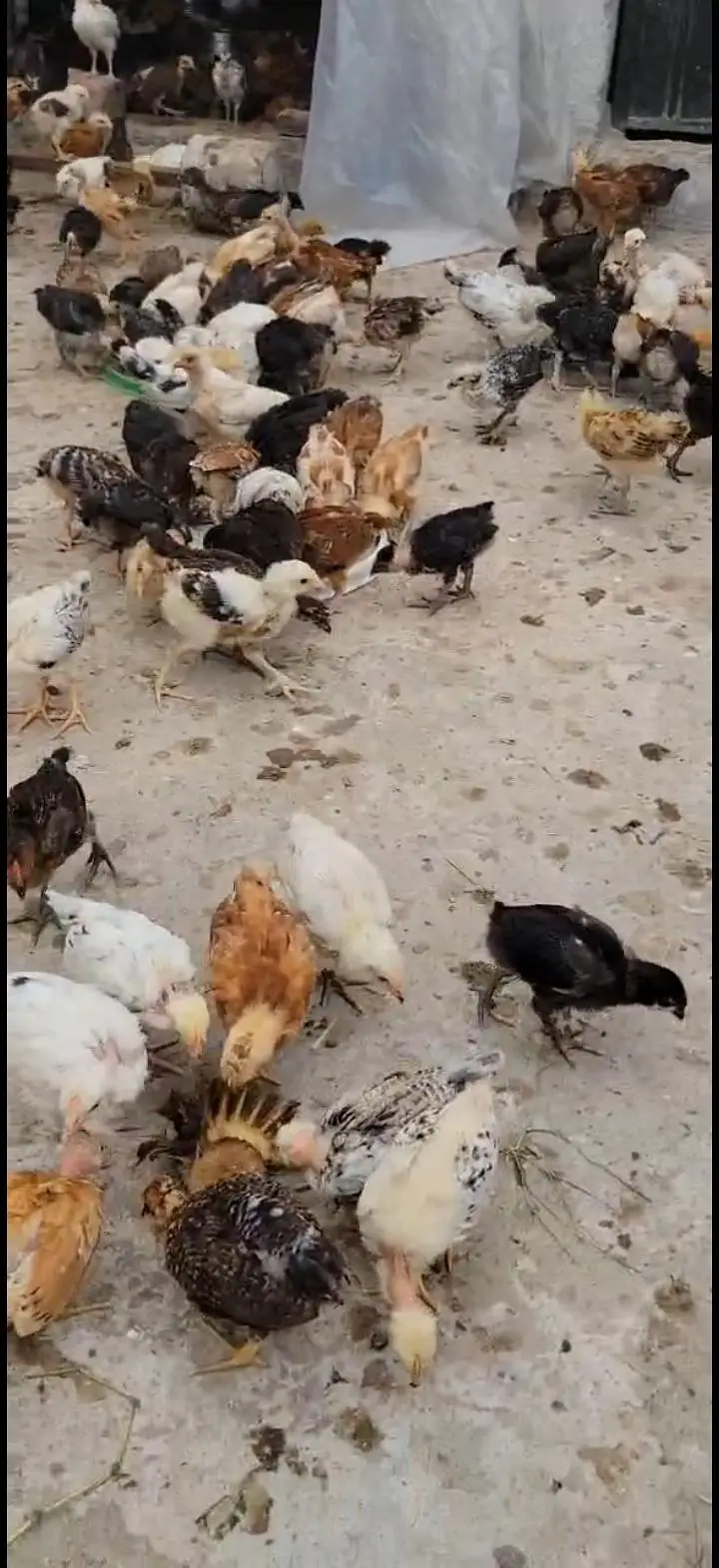 Golden Misri Desi Chicks for sale 30 Days Old  Islamabad Rawalpindi — photo 7