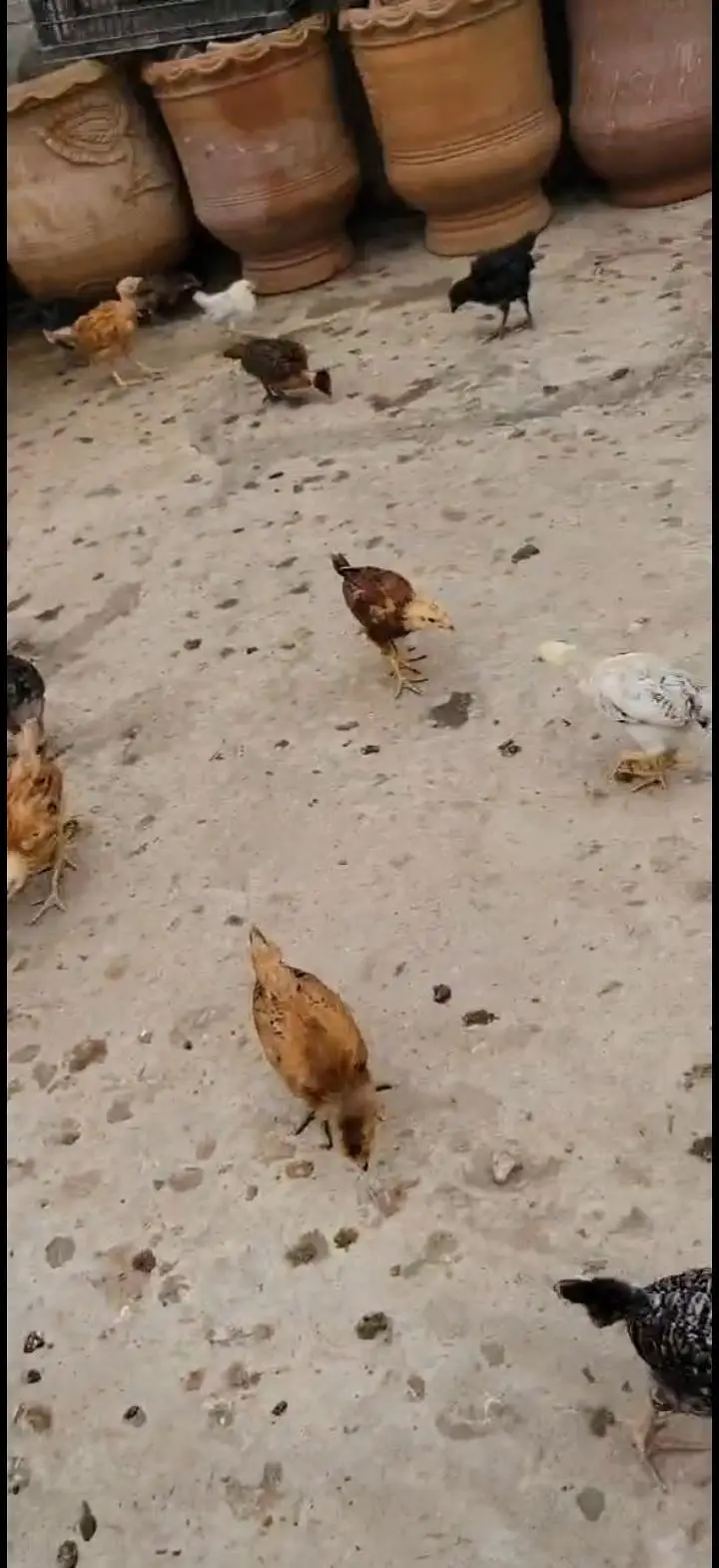 Golden Misri Desi Chicks for sale 30 Days Old  Islamabad Rawalpindi — photo 8