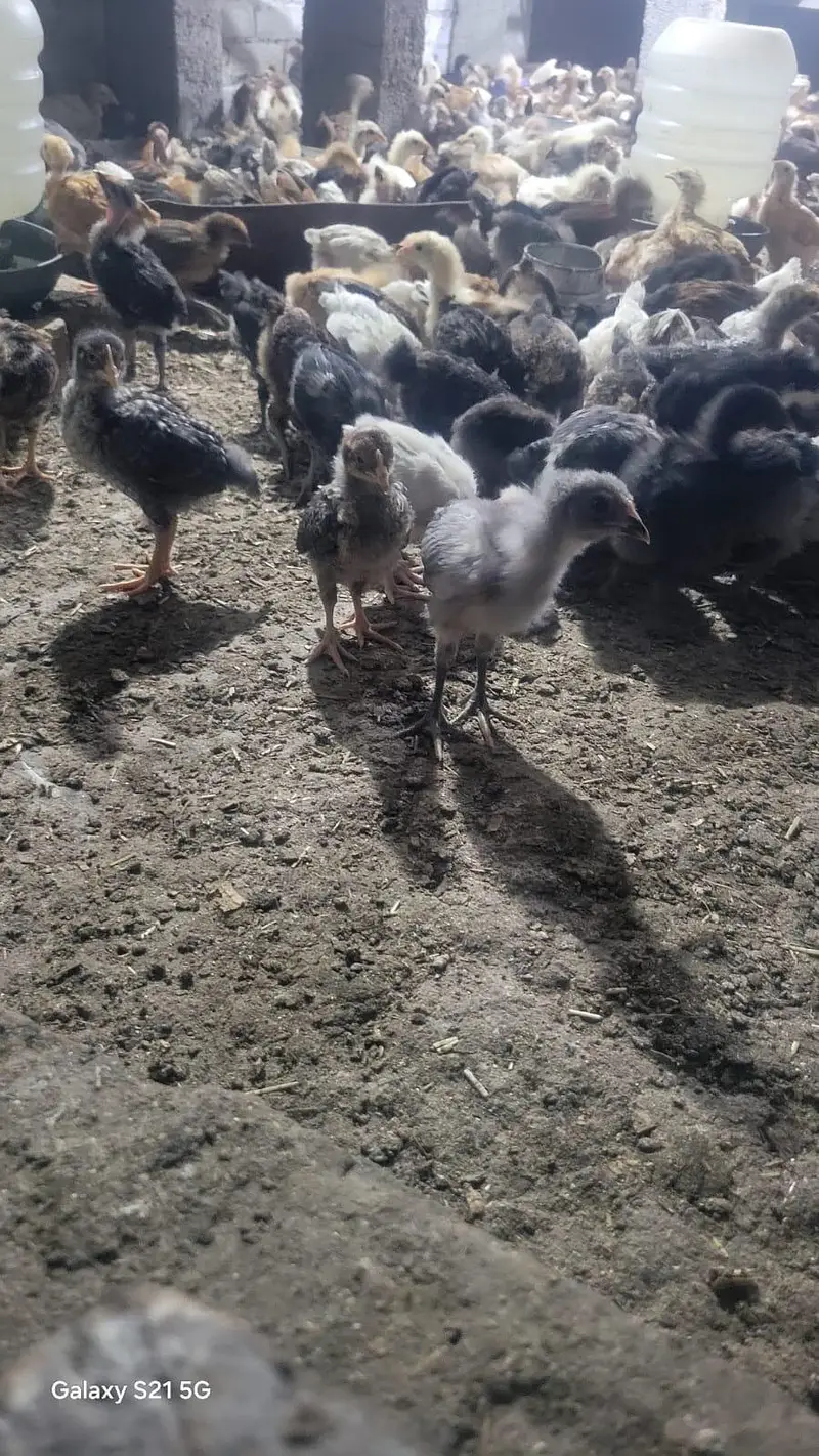 Golden Misri Desi Chicks for sale 30 Days Old  Islamabad Rawalpindi — photo 9