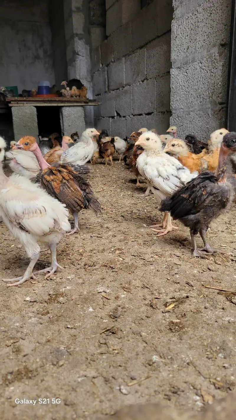 Golden Misri Desi Chicks for sale 30 Days Old  Islamabad Rawalpindi — photo 10