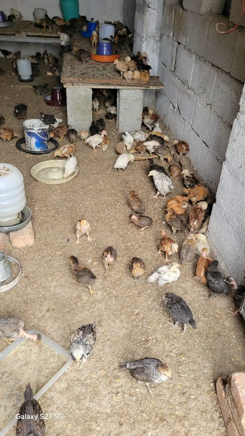 Golden Misri Desi Chicks for sale 30 Days Old  Islamabad Rawalpindi — photo 11