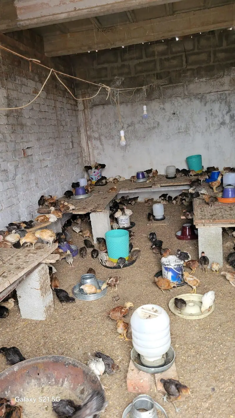 Golden Misri Desi Chicks for sale 30 Days Old  Islamabad Rawalpindi — photo 12